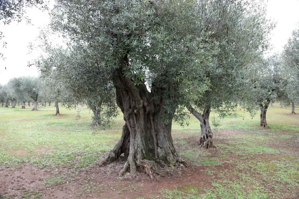 What Does an Olive Tree Look Like?