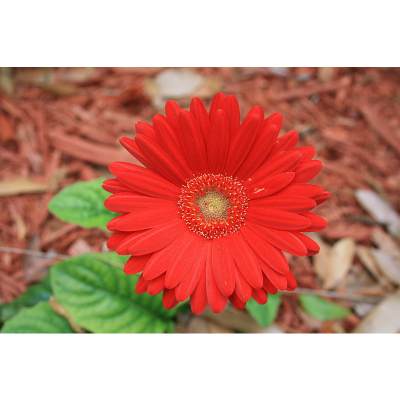 Gerbera Daisies: Getting them to Rebloom