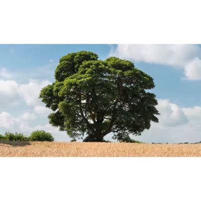 sycamore tree characteristics