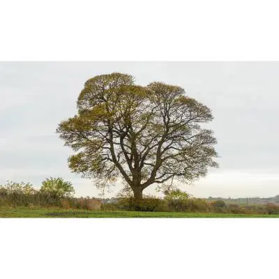 Sy Tree Sycamore Tree Characteristics And 10 Incredible Facts