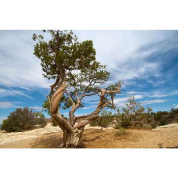 Juniper Tree in the Bible - What Does It Represents?