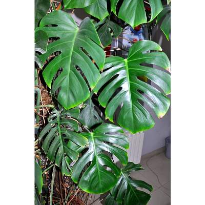 common problems with Monstera