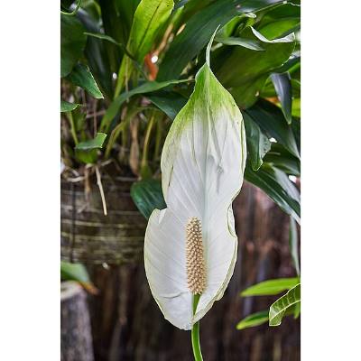 Peace Lily Flower Turning Brown