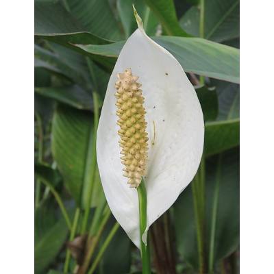 What does an overwatered peace lily look like?
