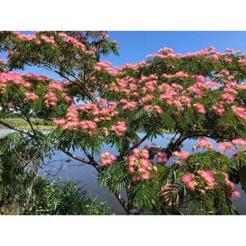 how long do mimosa trees live
