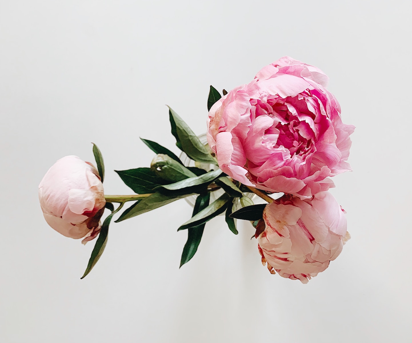 Peony