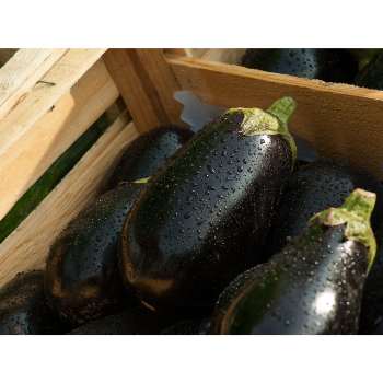 Why to Soak Eggplant in Salt Water