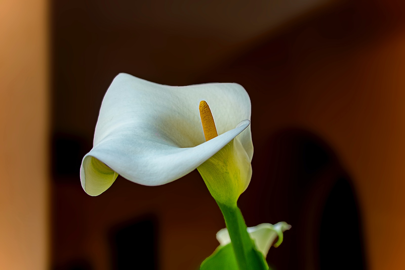 Calla Lily