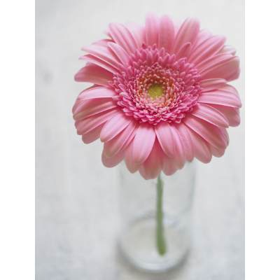 Best Fertilizer for Gerbera Daisy: Homemade, Natural, Organic