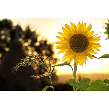 100 facts about sunflowers