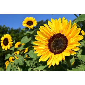 Interesting Facts About Sunflower, 10 fun facts about sunflowers
