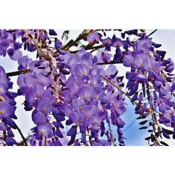 how well does wisteria grow in pots