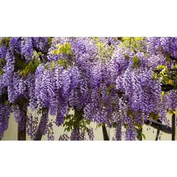 Wisteria - The Most Beautiful, Everygreen Fall Foliage Tree