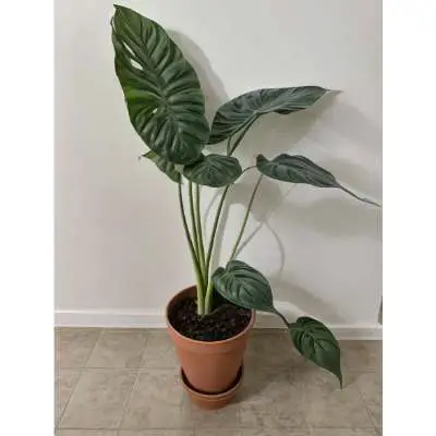 Support for Elephant Ear Stems