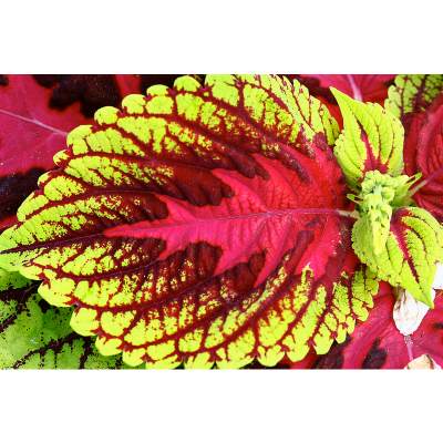 Will Coleus Come Back Every Year?