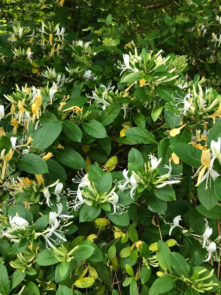 Is Honeysuckle Toxic to Dogs? Bush, Coral And Japanese