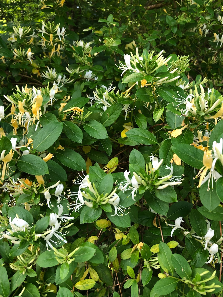 Is Honeysuckle Toxic to Dogs
