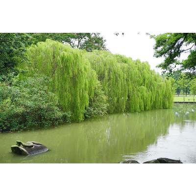 Australian Willow Tree Pros and Cons