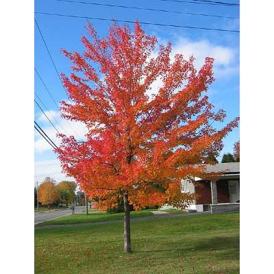 Maple Tree Drought Tolerance