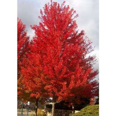 Best Maple Tree for Landscaping