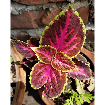 Is Coleus an Annual, Perennial, or Biennial Plant