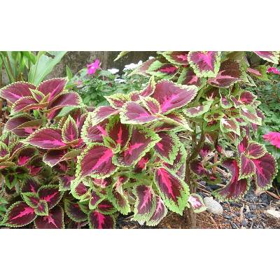 Is Coleus a Perennial Or an Annual