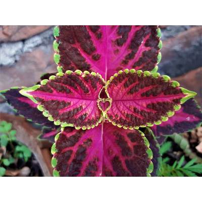 All About Coleus