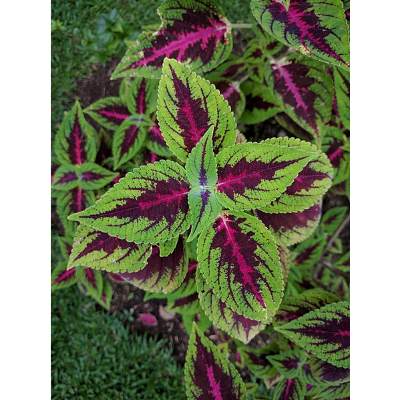 Can You Grow Coleus as an Indoor Plant?