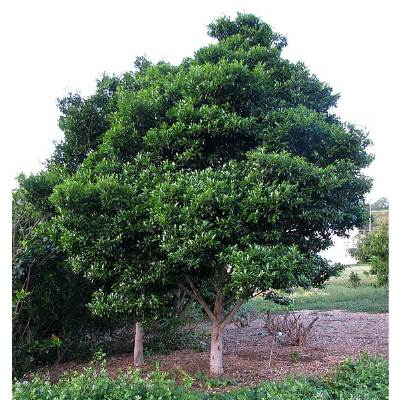 Japanese Blueberry Trees for Your Florida Landscape