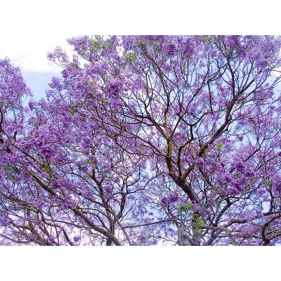 Purple-Flowering Trees in South Florida