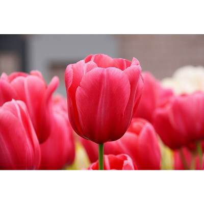 Pink tulips