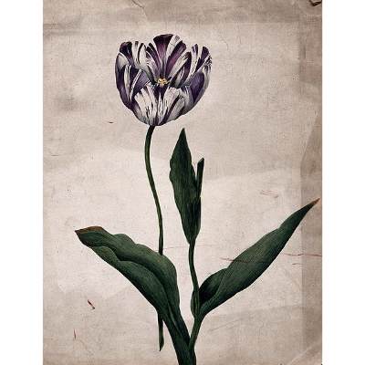 What is Tulip Mania? Definition of Tulip