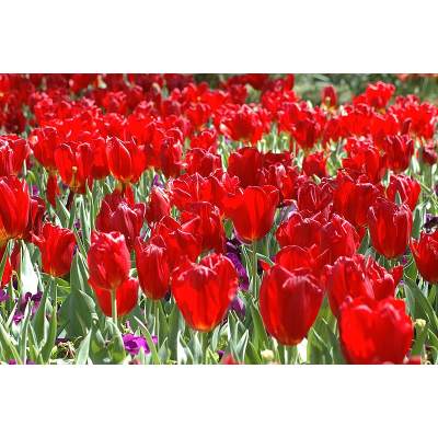 red tulips