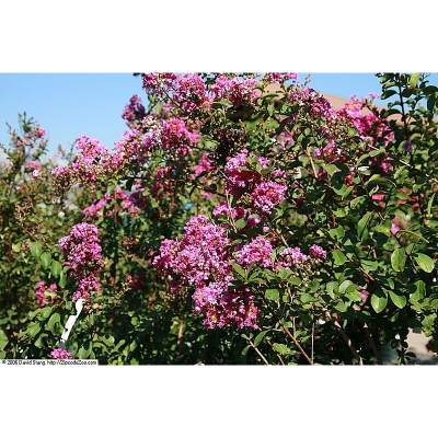 Twilight Crape Myrtle