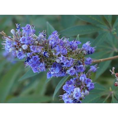 Vitex Chaste Tree