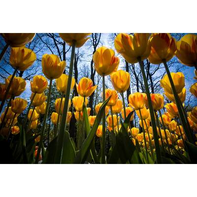 yellow tulips