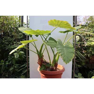 Elephant Ear Plant Broken Stem