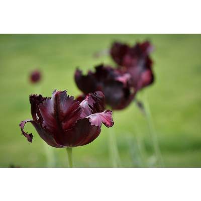 black tulips