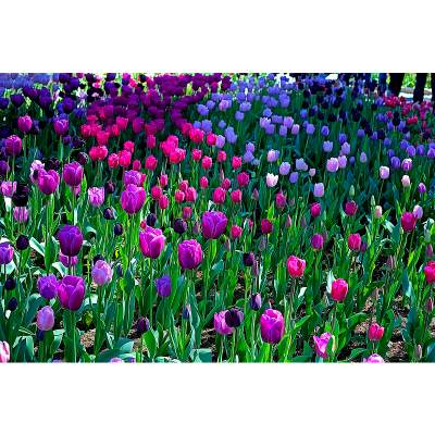 Fun Facts About Tulips