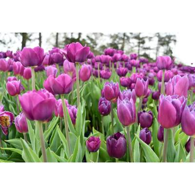 Purple tulips