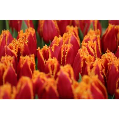 orange tulips