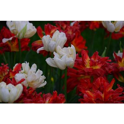 White tulips