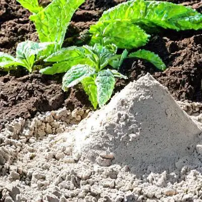 What Is Diatomaceous Earth