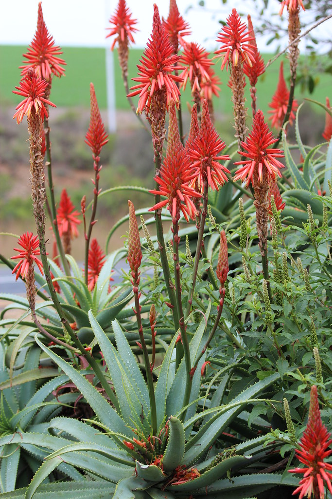 Aloe arborescens (Krantz Aloe) - cultivé | Krants Aloe (Un… | Flickr