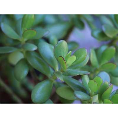 Jade Plant Care During Winter