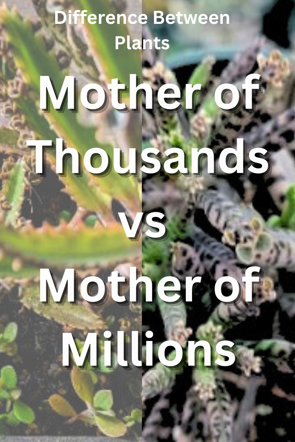 mother of thousands plant vs mother of millions
