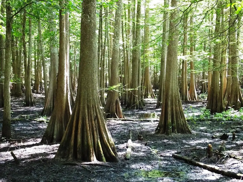 The Bald Cypress Tree: Weighing the Pros and Cons