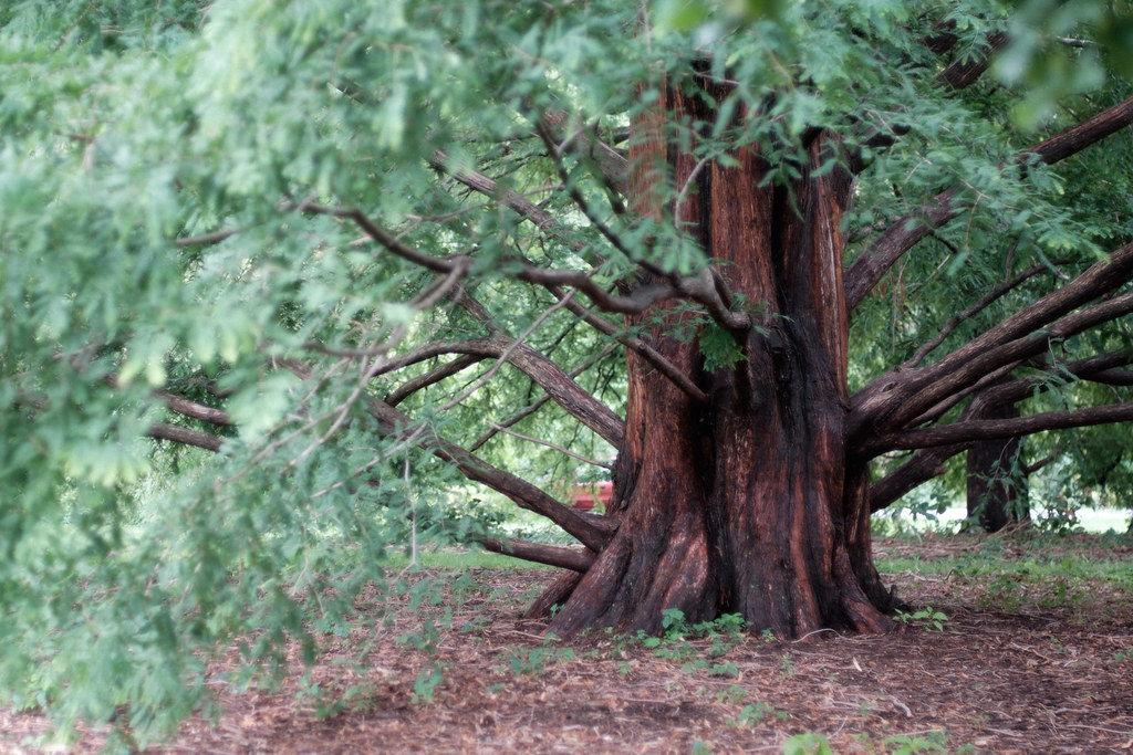 Dawn Redwood Trees : Explorer les avantages et les inconvénients de votre jardin