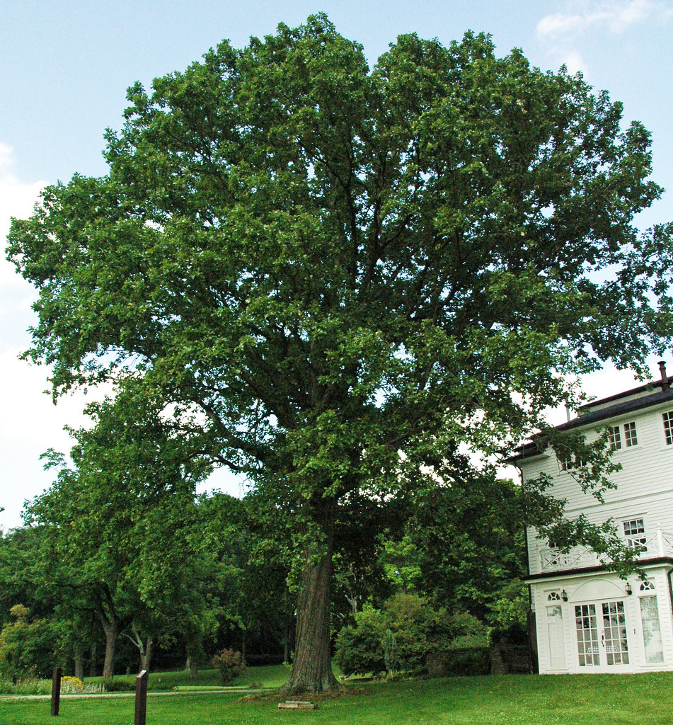 Quercus bicolor (swamp white oak) 1 | Quercus bicolor Willde… | Flickr