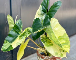 Image of Philodendron Burle Marx Variegata